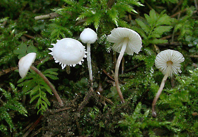 Pluteus? Aiutatemi a venirne fuori.